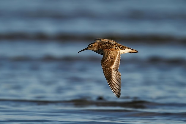 Чернозобик Calidris alpina