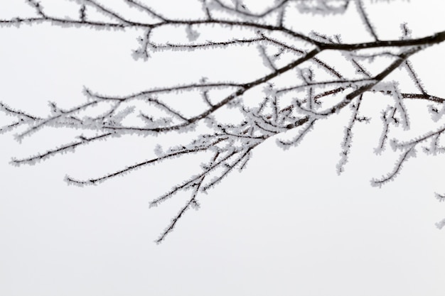 Dunne lange takken van loofbos met kale bomen in de winter, bedekt met sneeuw en vorst