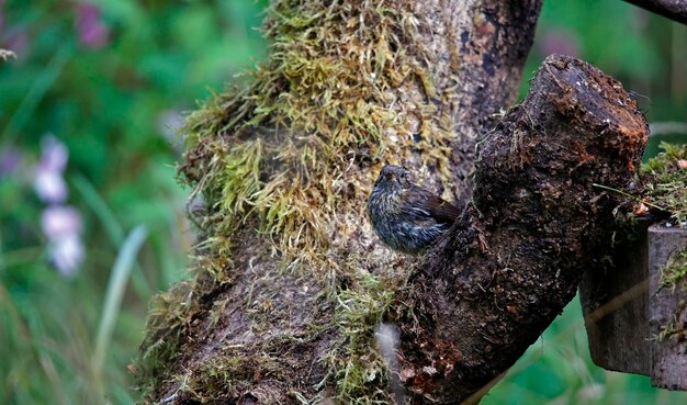 写真 森林地帯のダノック