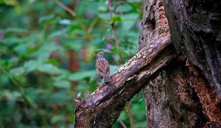 Photo dunnock perched on a mossy branch