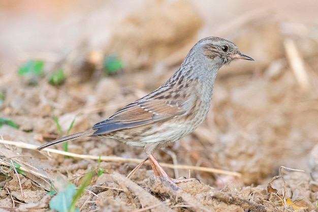 Dunnock Prunella modularis Малага Испания птица