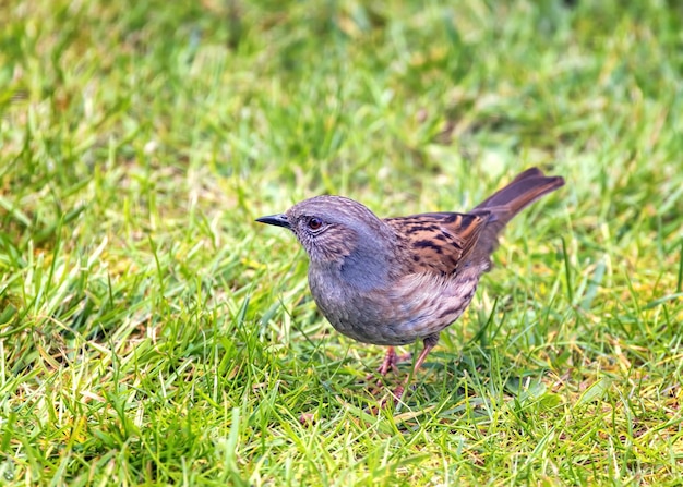 A dunnock prunella modularis otherwise known as a hedge sparrow on grass in Hampshire UK