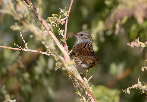 The dunnock Prunella modularis sitting on branch of bush in soft evening light Closeup view 
