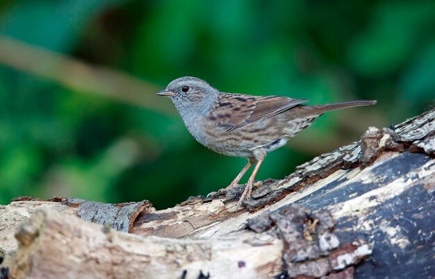 Dunnock at a woodland site