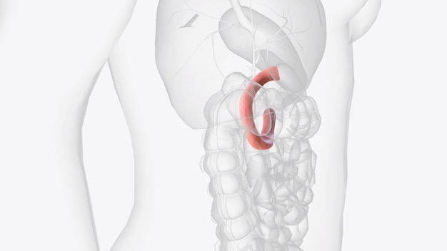 Foto il duodeno è il segmento iniziale a forma di c dell'intestino tenue ed è una continuazione del piloro