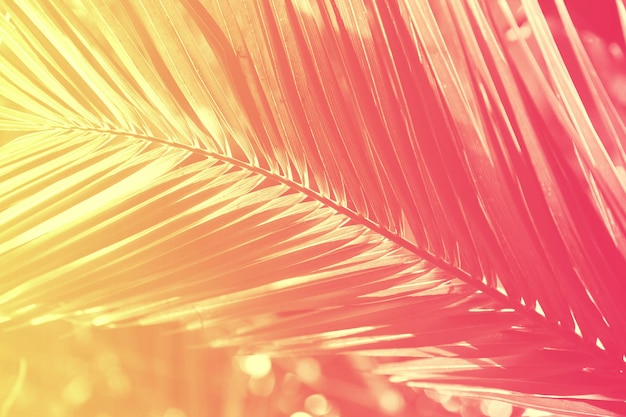 Duotone photograph of palm leaves