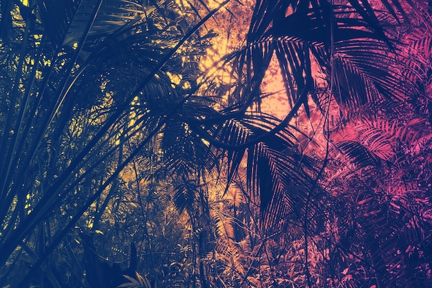 Duotone photograph of palm trees in the jungle