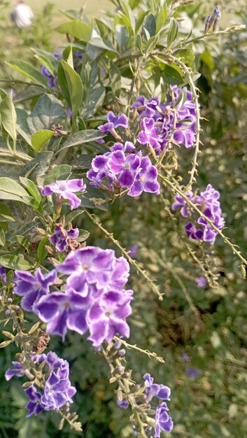 사진 듀란타 에렉타 (duranta erecta) 황금 방울 비둘기 베리 하늘 꽃 보라색 꽃이 피는 식물