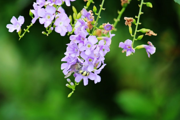 Duranta repens with flying bees