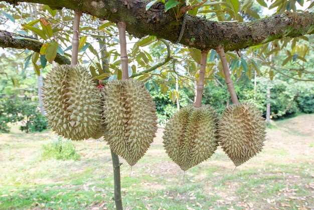 Durian bevindt zich in de rendementsfase. In de fruitboomgaard, Chanthaburi Province, Thailand