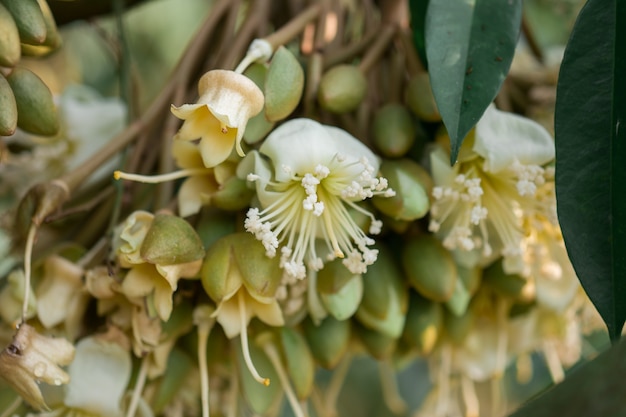 Durian bloem