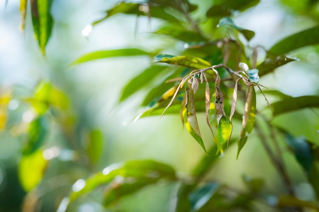 Foto durian bloemen groeien uit de takken van de durian