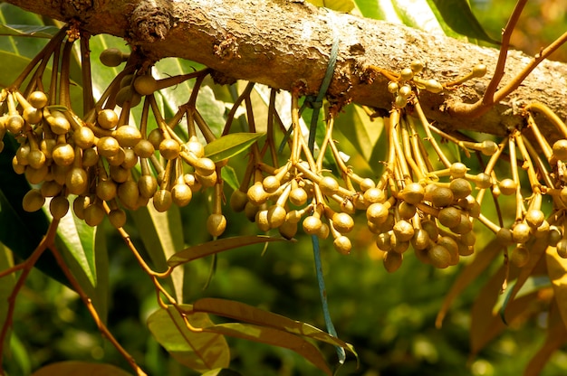 Durian bloemknoppen Durio zibethinus koning van de vruchten die bloeien van de boomtak