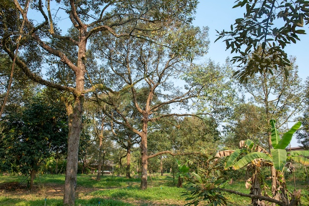 Durian-bomen van de oostelijke Thaise tuinlieden. Heel oud en produceer veel