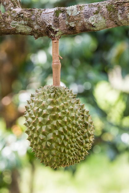 Durian, de koning van het fruit, aan een boom