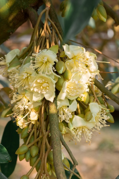 Durian flower