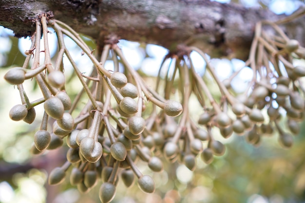 Photo durian flowers are blooming on the branches