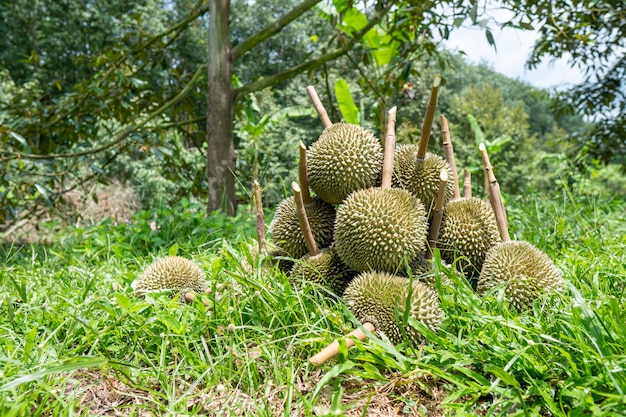 Durian from southern Thailand is very popular in China.