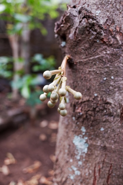 Photo durian fruit flowers attached to the trunk of the tree