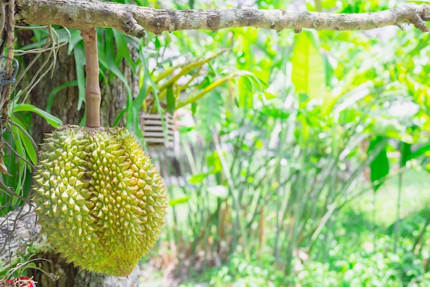 Photo durian fruit on tree, tropical fruit, golden pillow, monthong