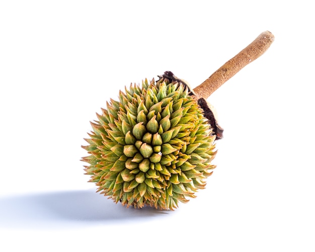 Durian geïsoleerd op een witte achtergrond