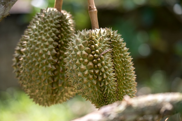 durian in Thailand