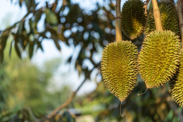 Durian is een koning van fruit in Thailand en Azië