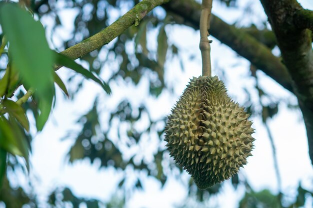 Durian is ready to harvest the products on the tree, waiting for the merchants to buy and export to China.