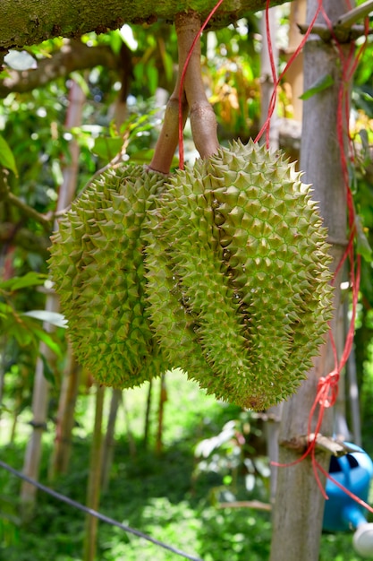 Durian op de boom in de tuin