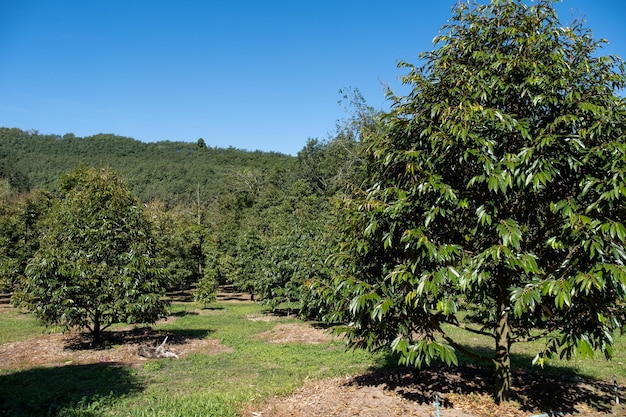 Durian orchard in Sisaket Province