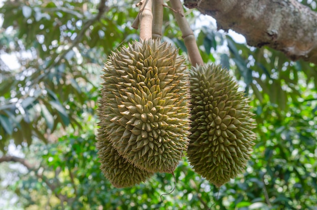 Durian in orchards yield