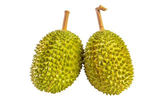 Durian photograph on white background It is delicacy especially 'Musang King' that is sweet tasty and creamy