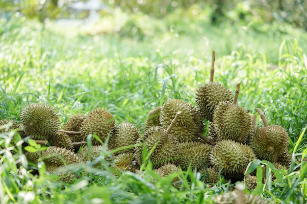 Durian-putten die de tuinders uit de boom kappen voordat ze gesorteerd en vervolgens verkocht worden.