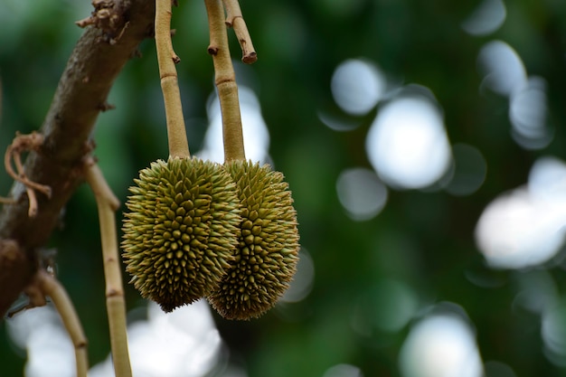 Durian screw On the tree is a delicious fruit.