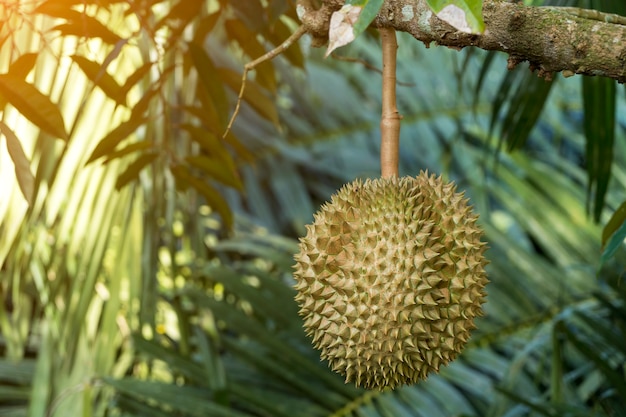 Durian tree, Fresh durian fruit on tree, Durians are the king of fruits, Tropical