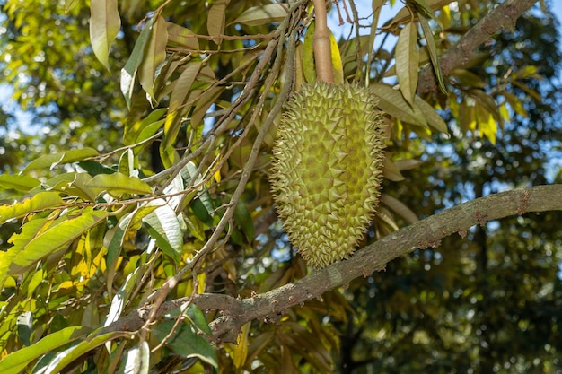Durian on the tree is a delicious and expensive fruit