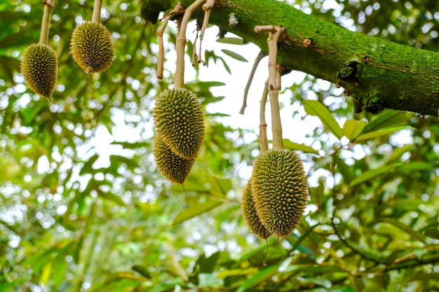 durian on a tree