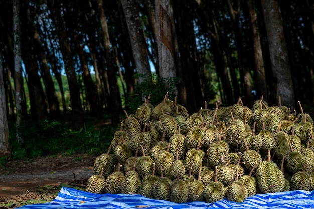 Durian uit Zuid-Thailand is erg populair in China.