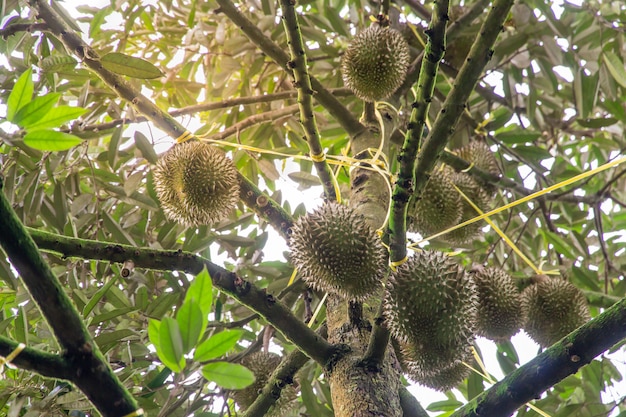 Durianboom, vers durian fruit op boom, Durians Mon Thong zijn de koning van het fruit