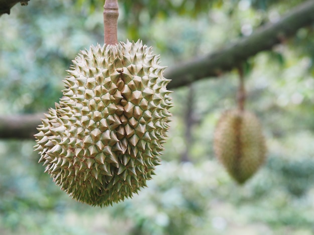 Durianfruit het hangen op boom