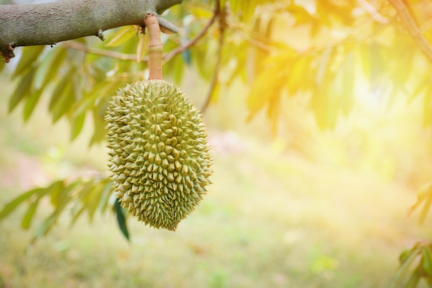 Durianfruit het hangen van de durianboom in de tuin