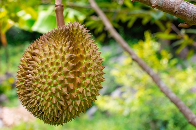 Durians fruit on the durian tree