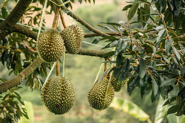 Durianvruchten Durio op een van de durianboerderijen in Thailand