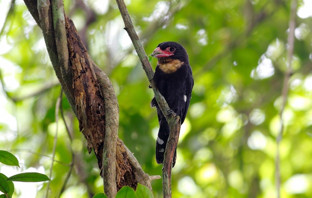 Dusky Broadbill Corydon Sumatranus 태국의 아름다운 새들