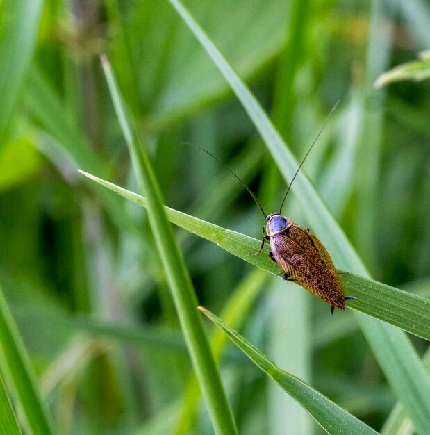 dusky cockroach