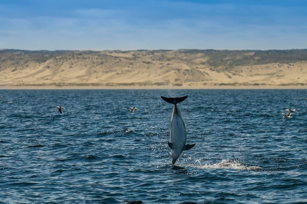 Dusky Dolphin jumping Peninsula ValdesPatagoniaArgentina