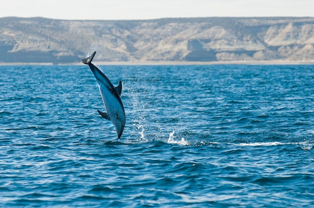 Dusky Dolphin jumping Peninsula ValdesPatagoniaArgentina