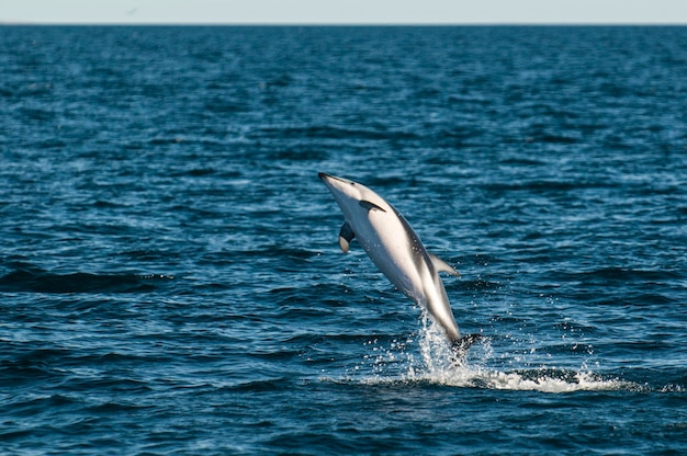 Dusky Dolphin jumping ペニンシュラ バルデスパタゴニアアルゼンチン