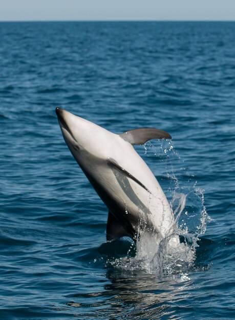 Photo dusky dolphin jumping peninsula valdespatagoniaargentina