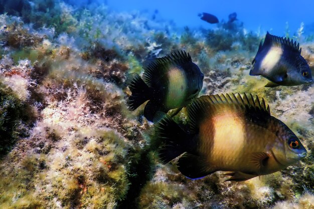 Сумеречный грегори Подводный (Stegastes nigricans) Морская жизнь